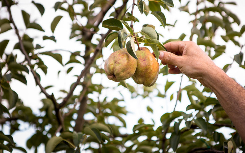 Piante-da-frutto-umbria